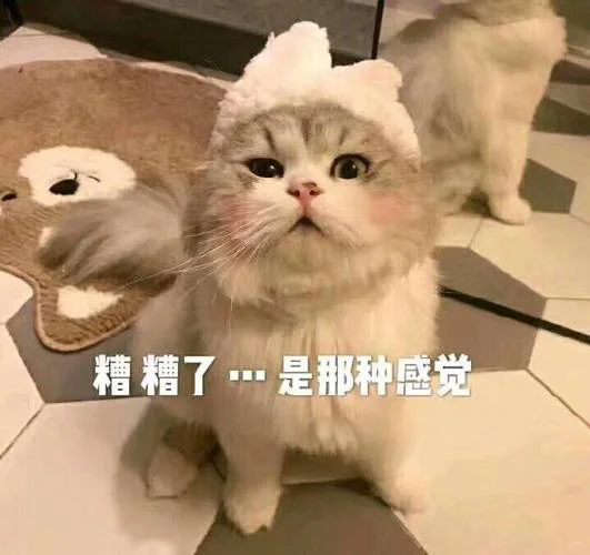 谁能拒绝小猫咪呢?小情侣必备表情包