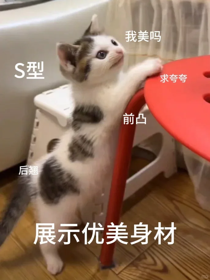 表情包｜猫猫第二弹