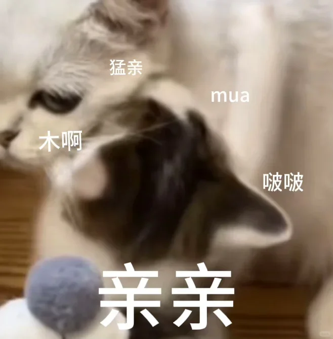 表情包｜猫猫第二弹