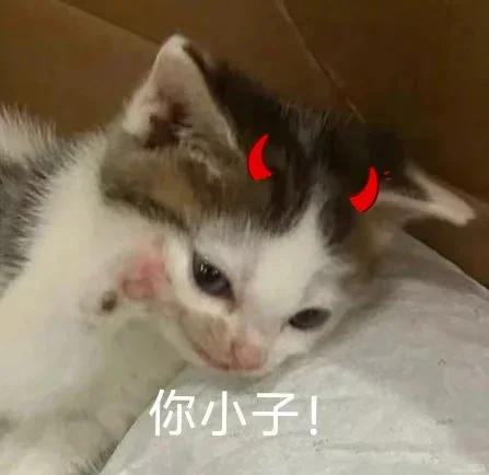 表情包｜猫猫第二弹