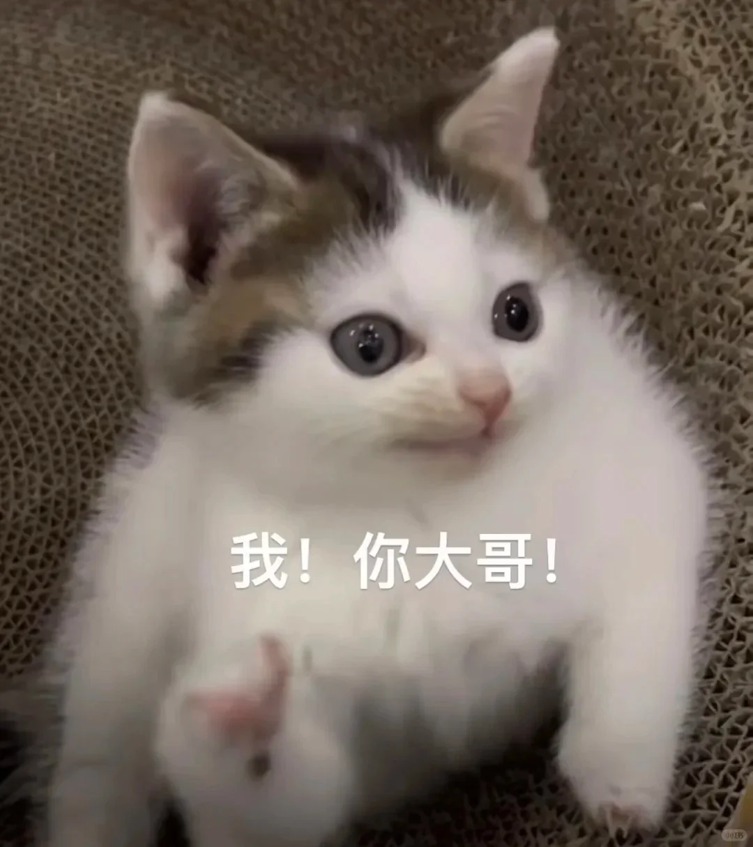 表情包｜猫猫第二弹