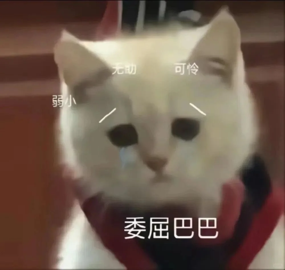 小可爱猫猫我来了！