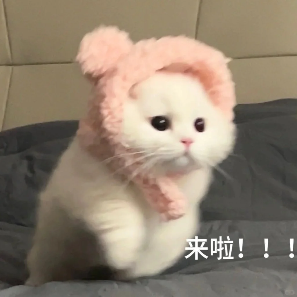 小可爱猫猫我来了！