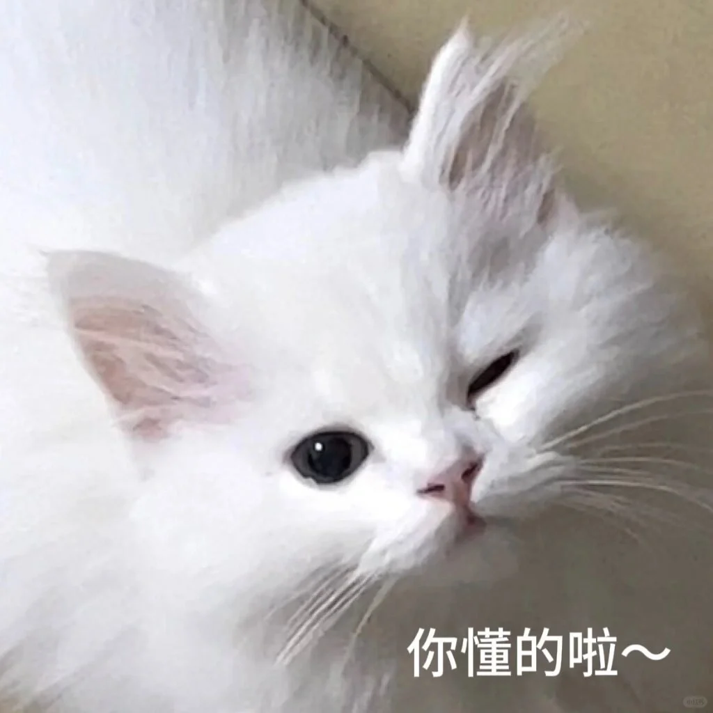 小可爱猫猫我来了！