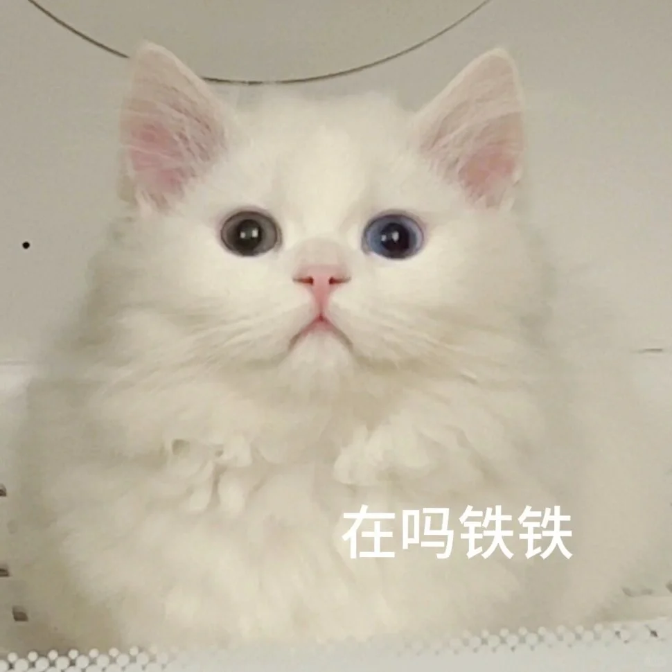 小可爱猫猫我来了！