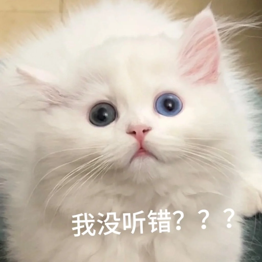 小可爱猫猫我来了！