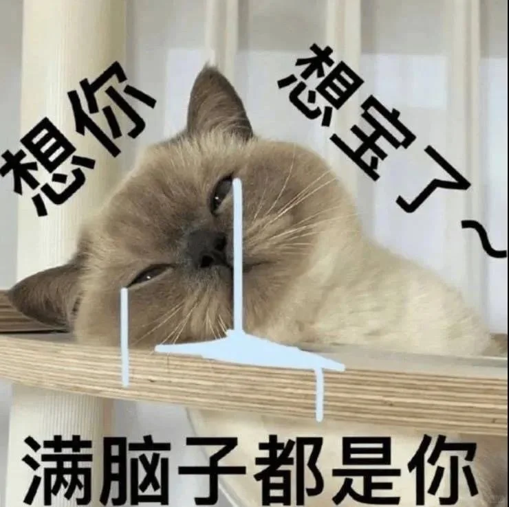 小可爱猫猫我来了！