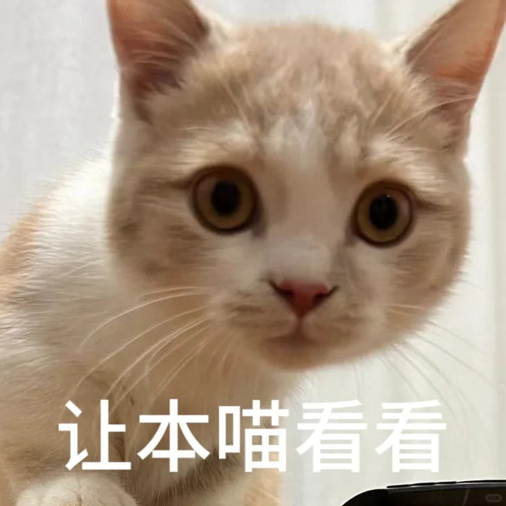 小猫表情包?