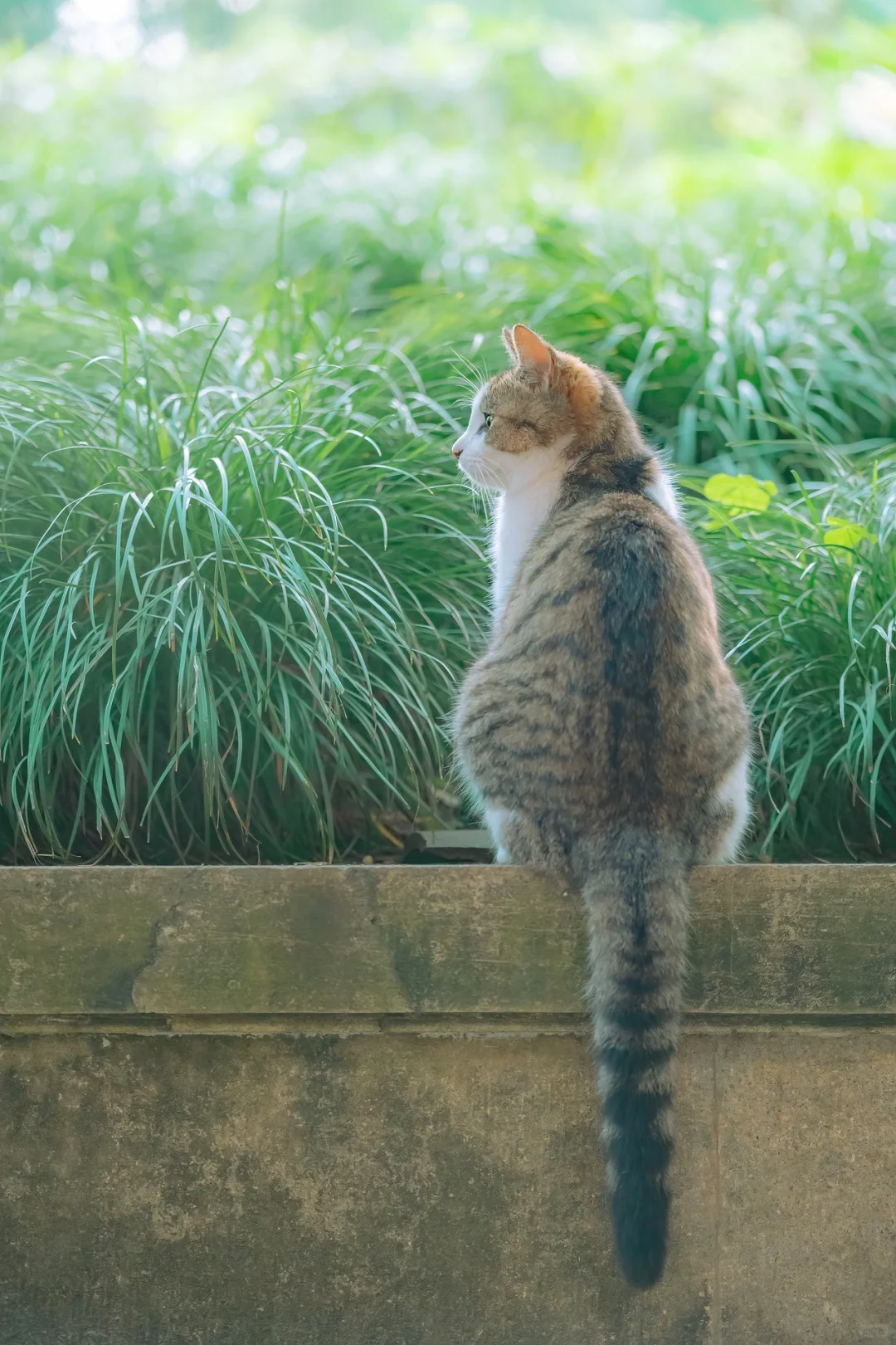 得意之作｜治愈人心的猫猫日历壁纸（十三）