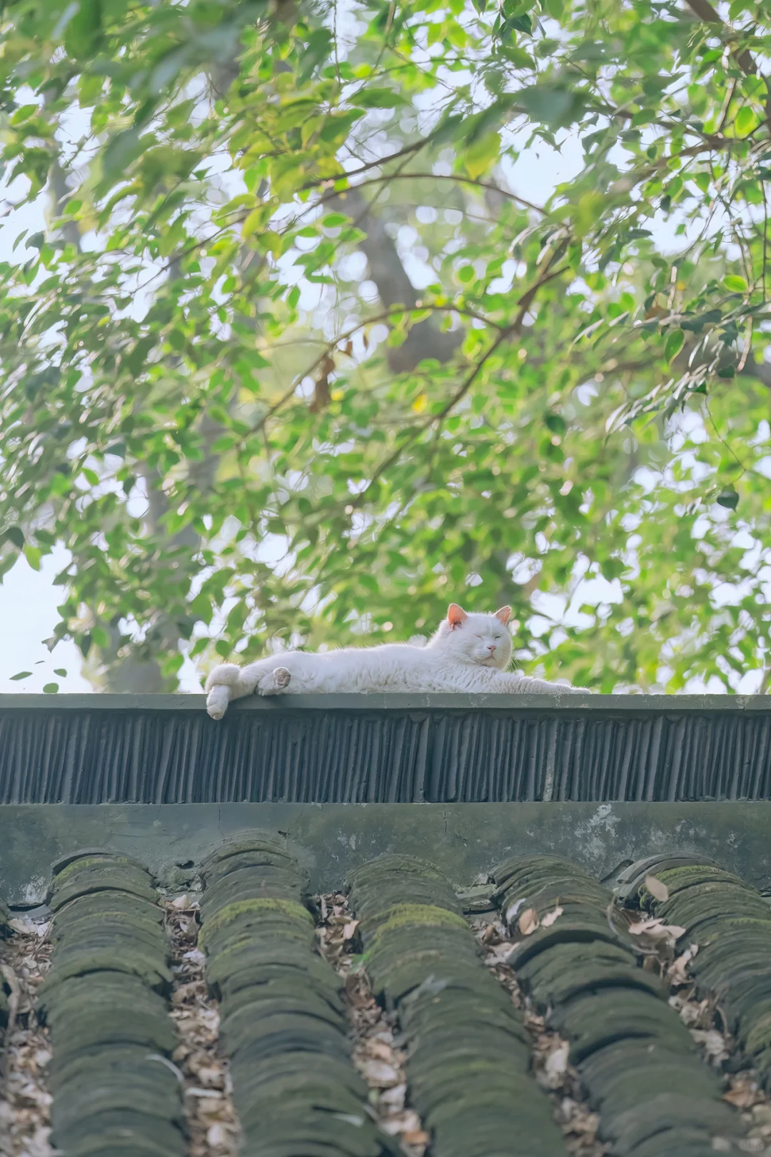 得意之作｜治愈人心的猫猫日历壁纸（十三）