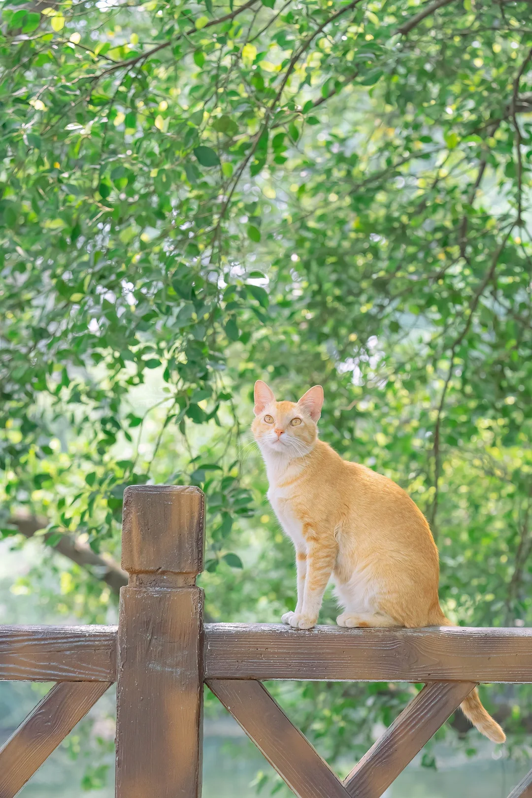 得意之作｜治愈人心的猫猫日历壁纸（十三）