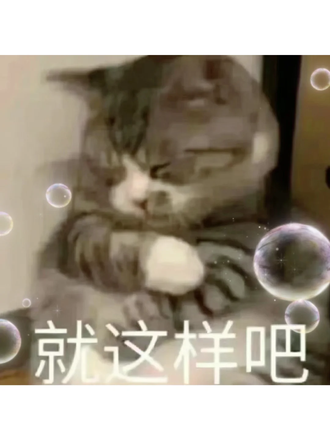 小猫表情包?