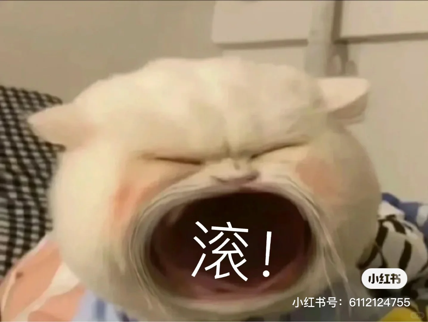 小猫表情包，没有重复哦。