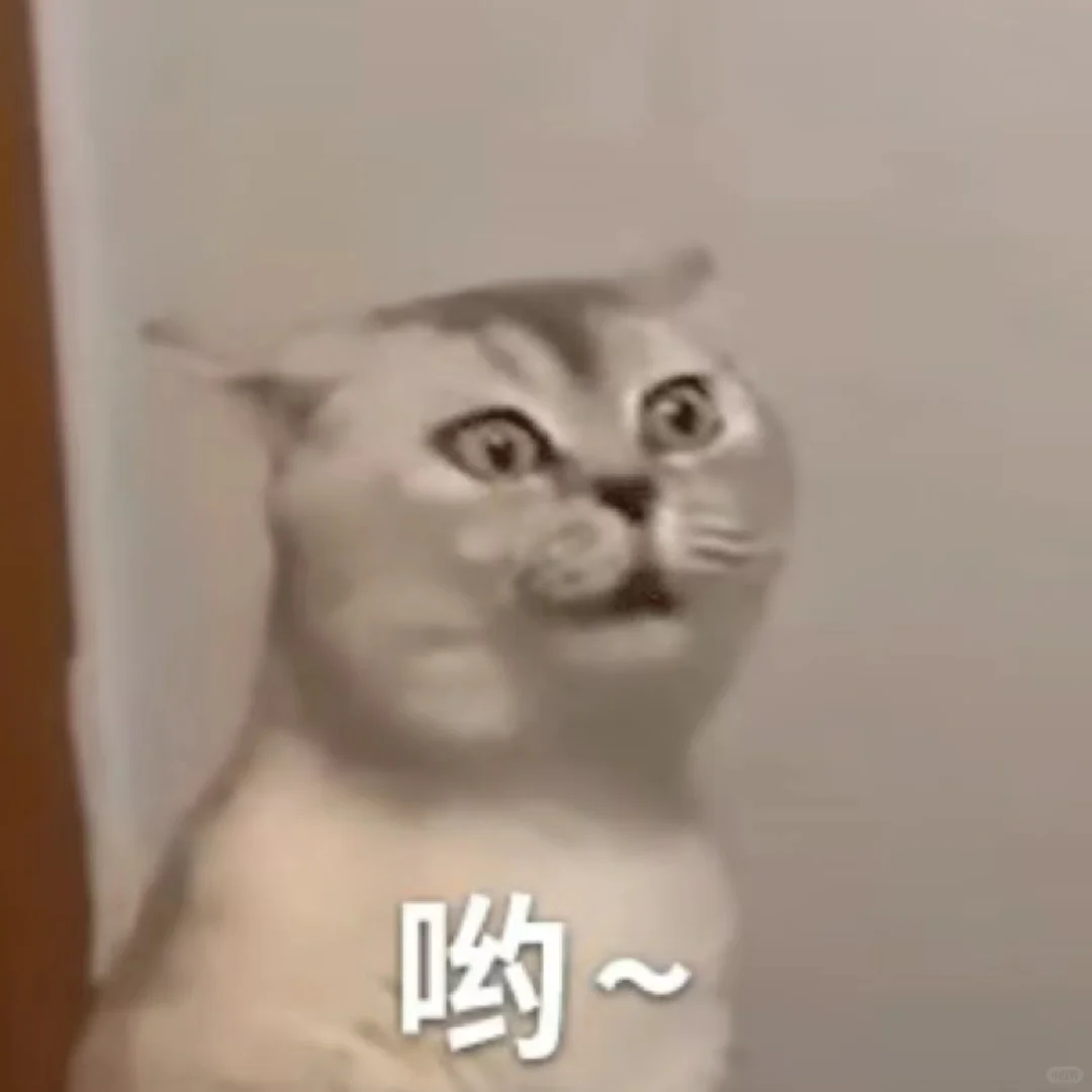 小猫表情包?