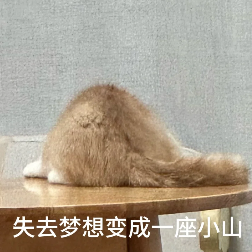 小猫表情包?