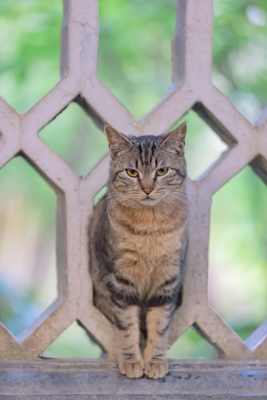 得意之作｜治愈人心的猫猫日历壁纸（十三）