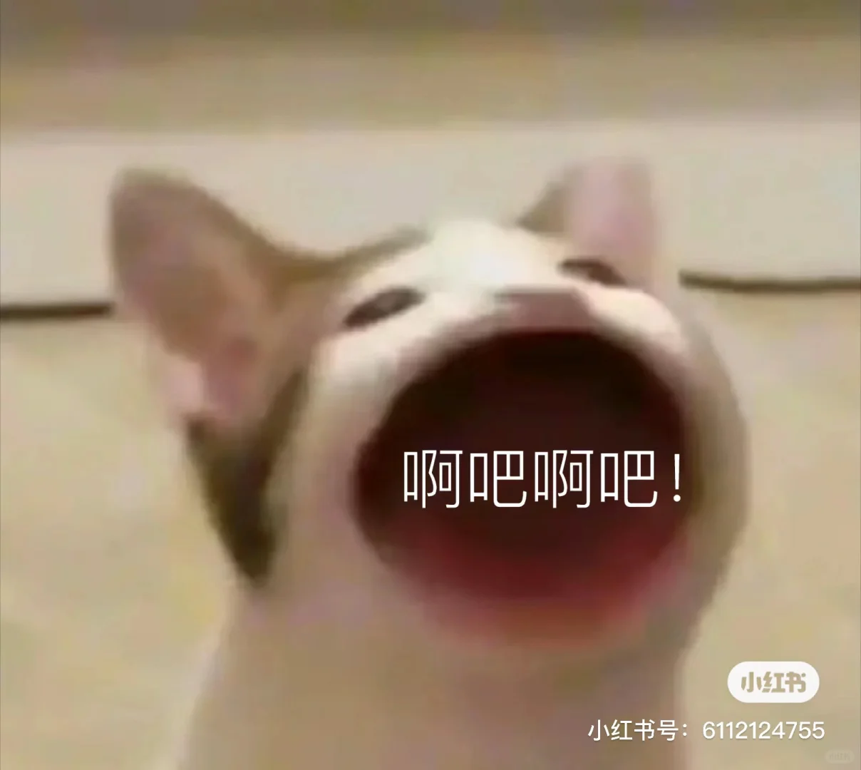 小猫表情包，没有重复哦。