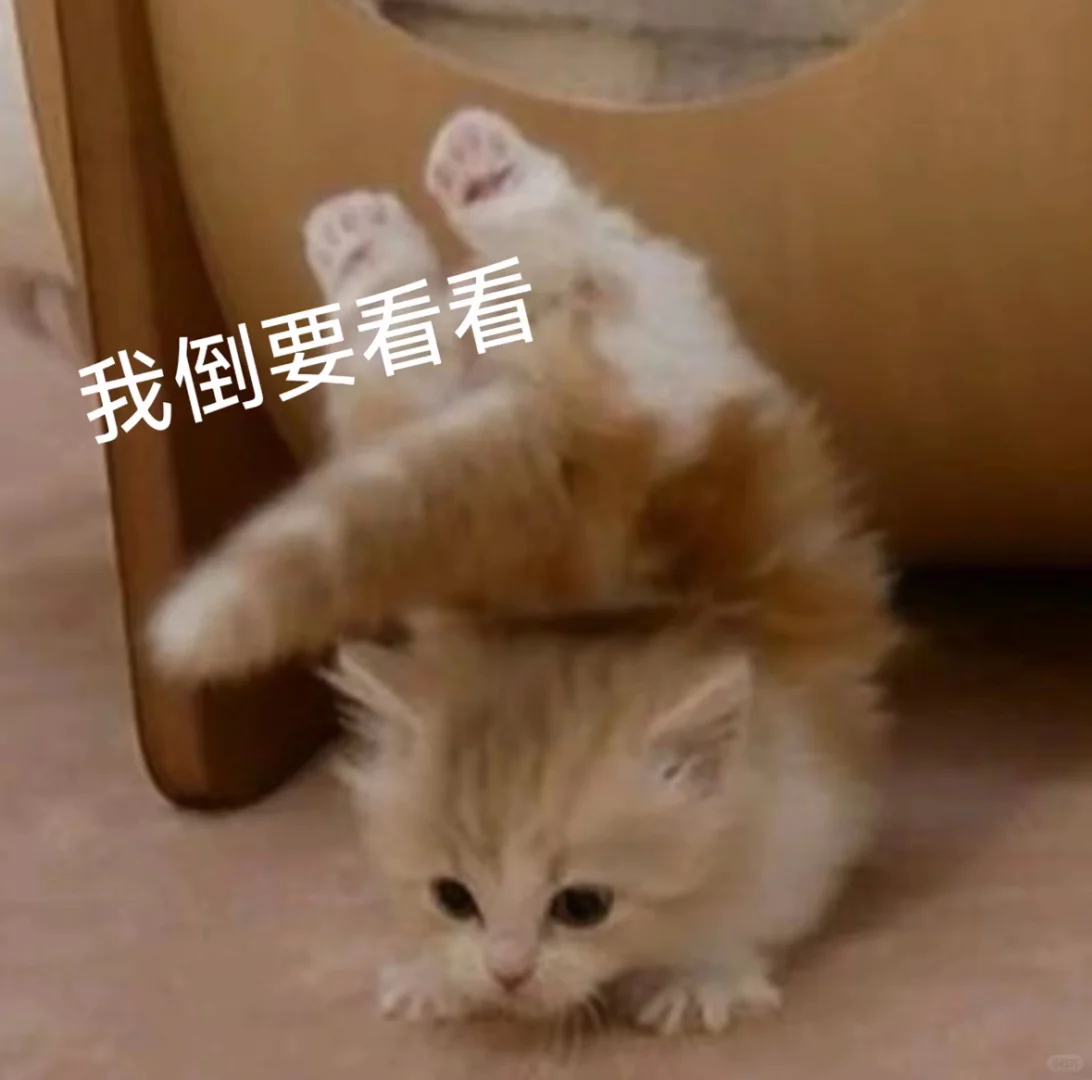 猫猫表情包，