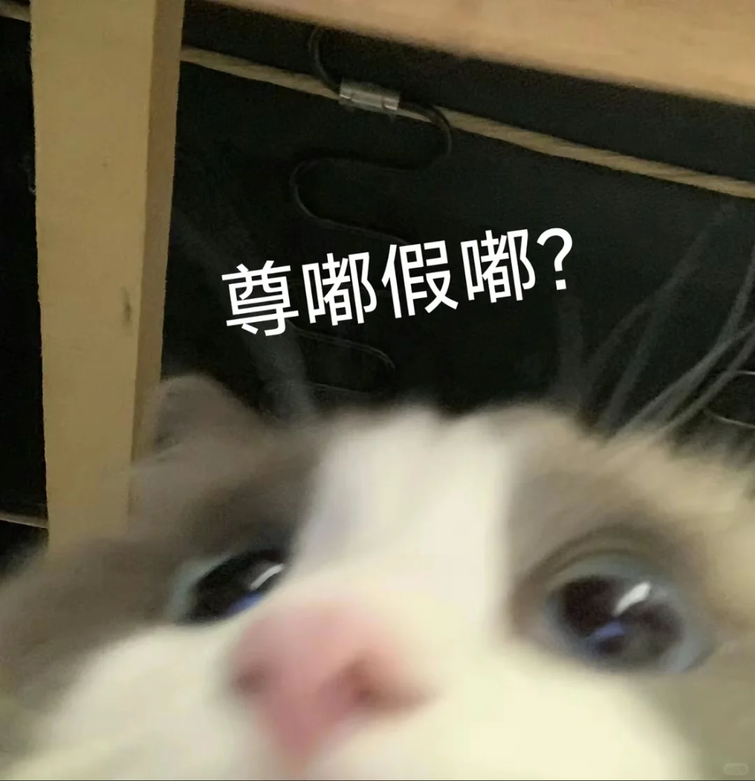 猫猫表情包，