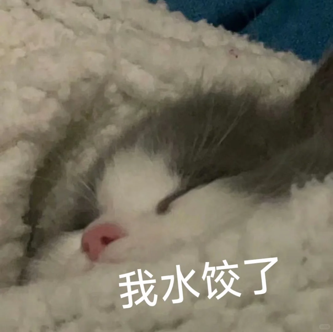 猫猫表情包，