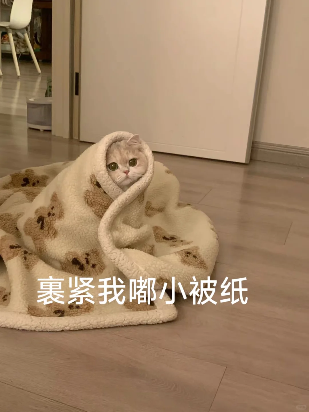 猫猫表情包，