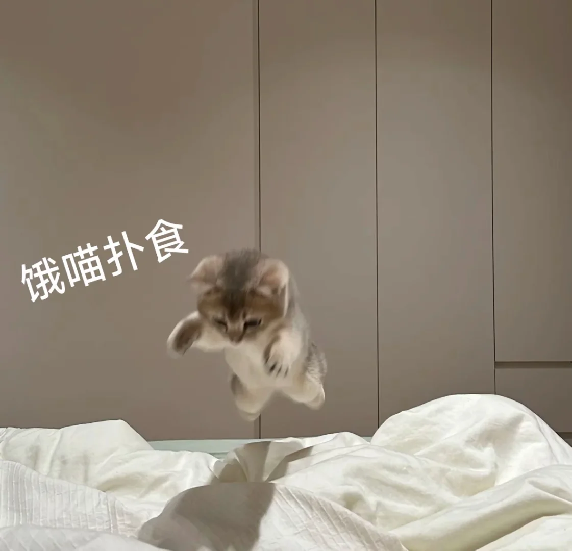 猫猫表情包，