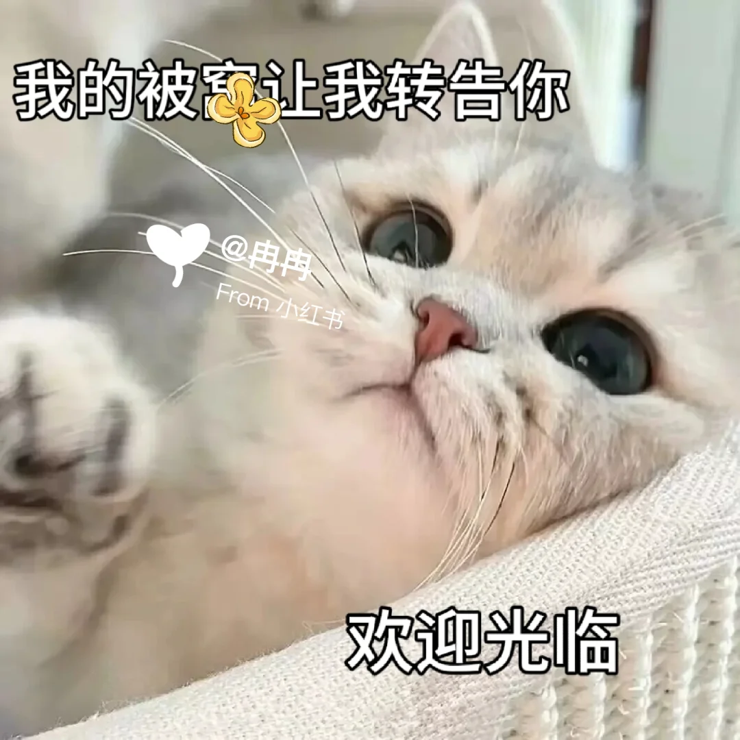 让男友很上头的猫咪表情包