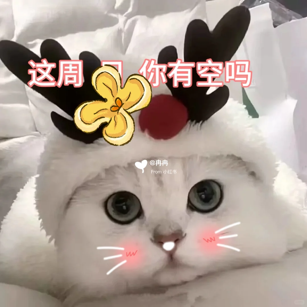 让男友很上头的猫咪表情包