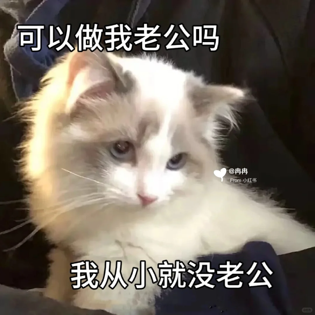 让男友很上头的猫咪表情包