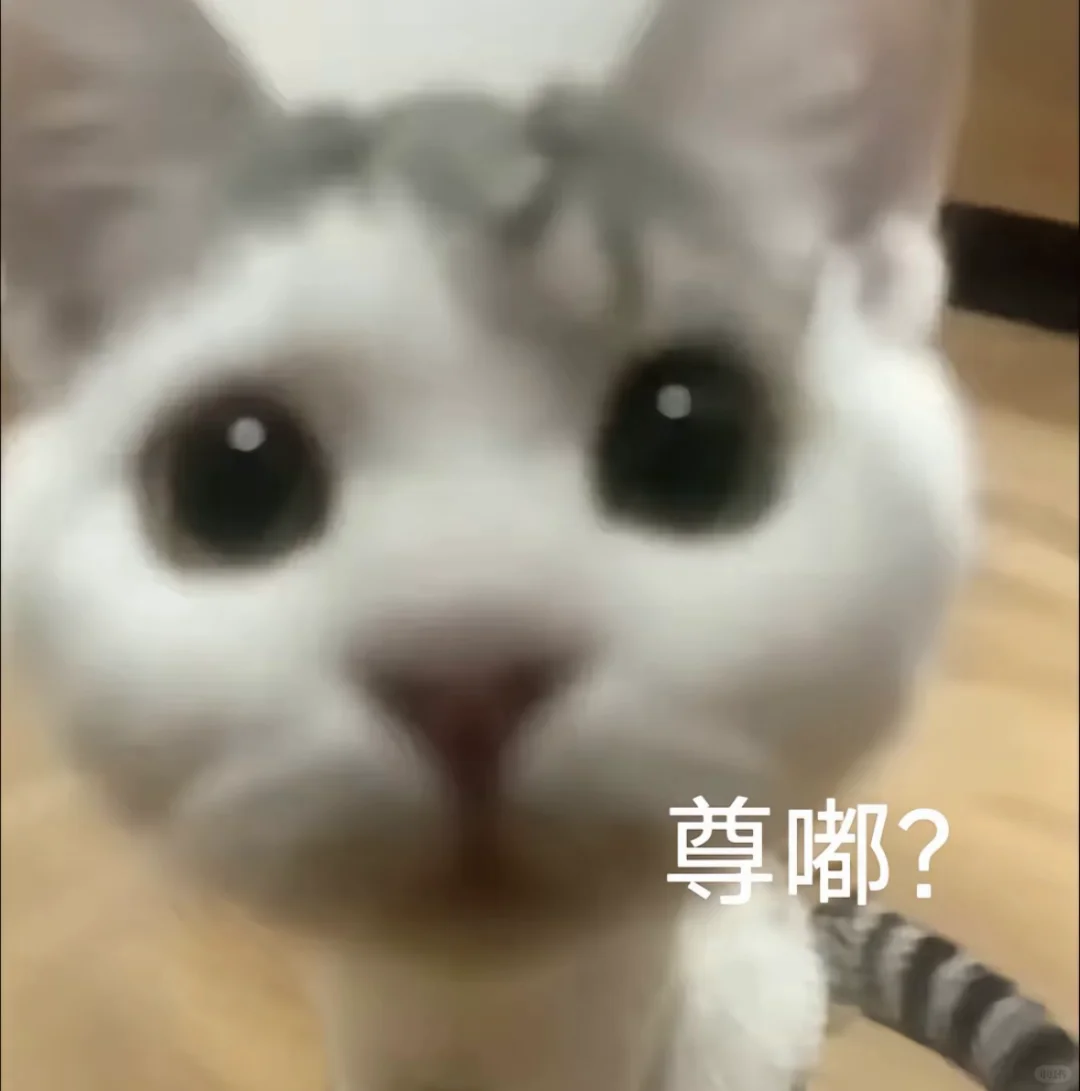 合法但有病的小猫表情包