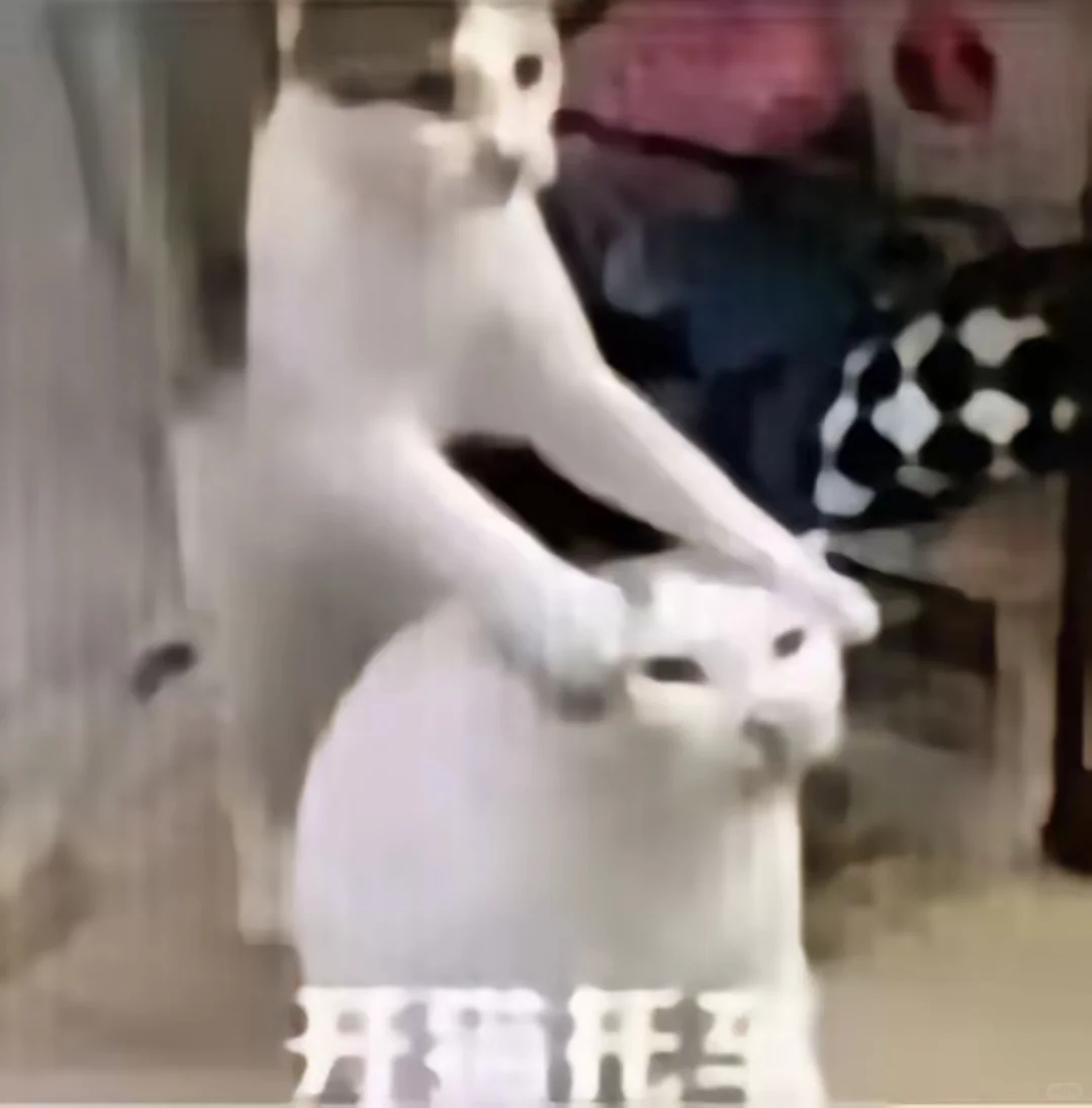 猫猫表情包，哈哈