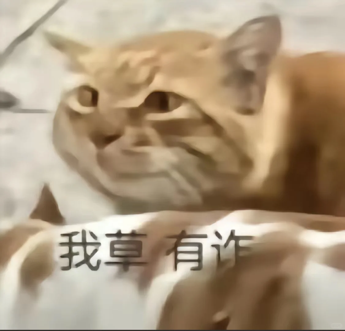 猫猫表情包，哈哈