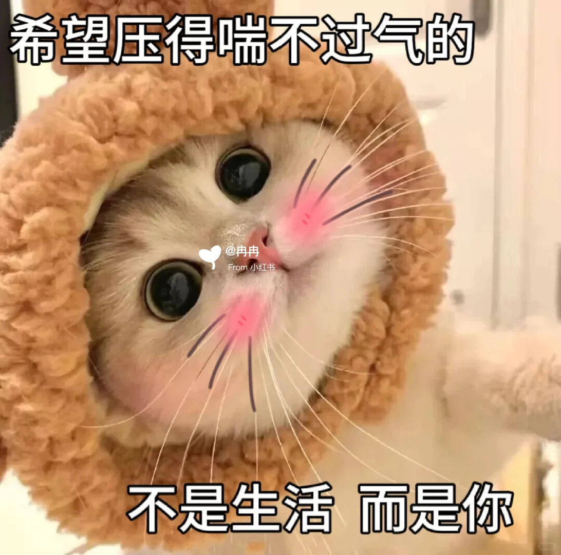 让男友很上头的猫咪表情包