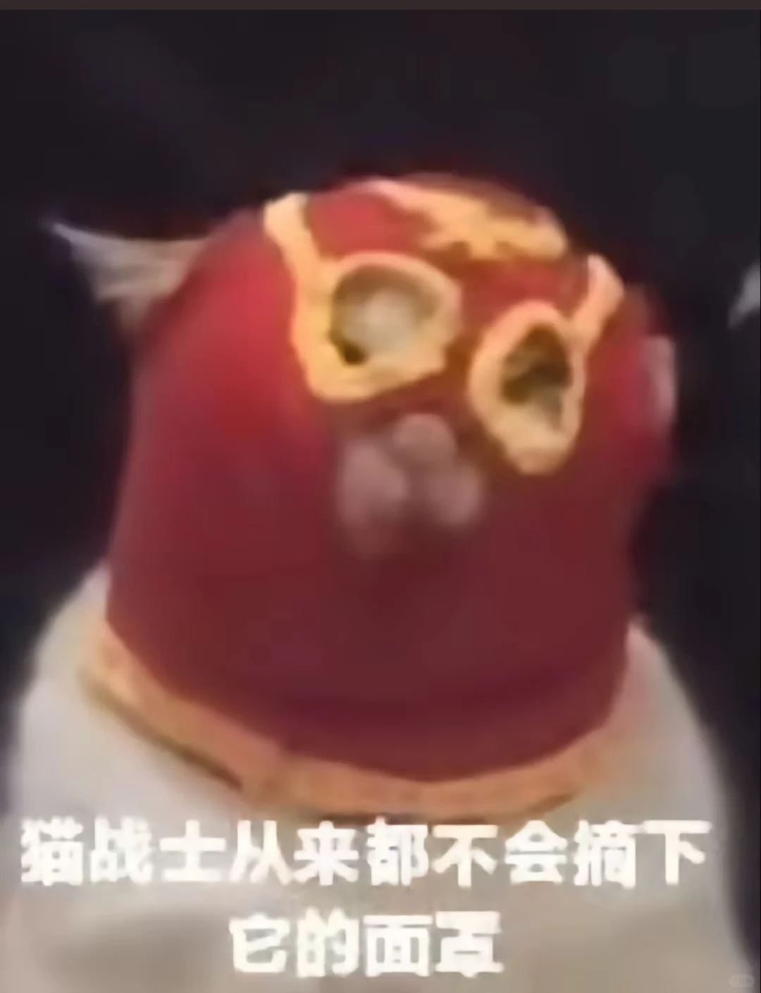 猫猫表情包，哈哈