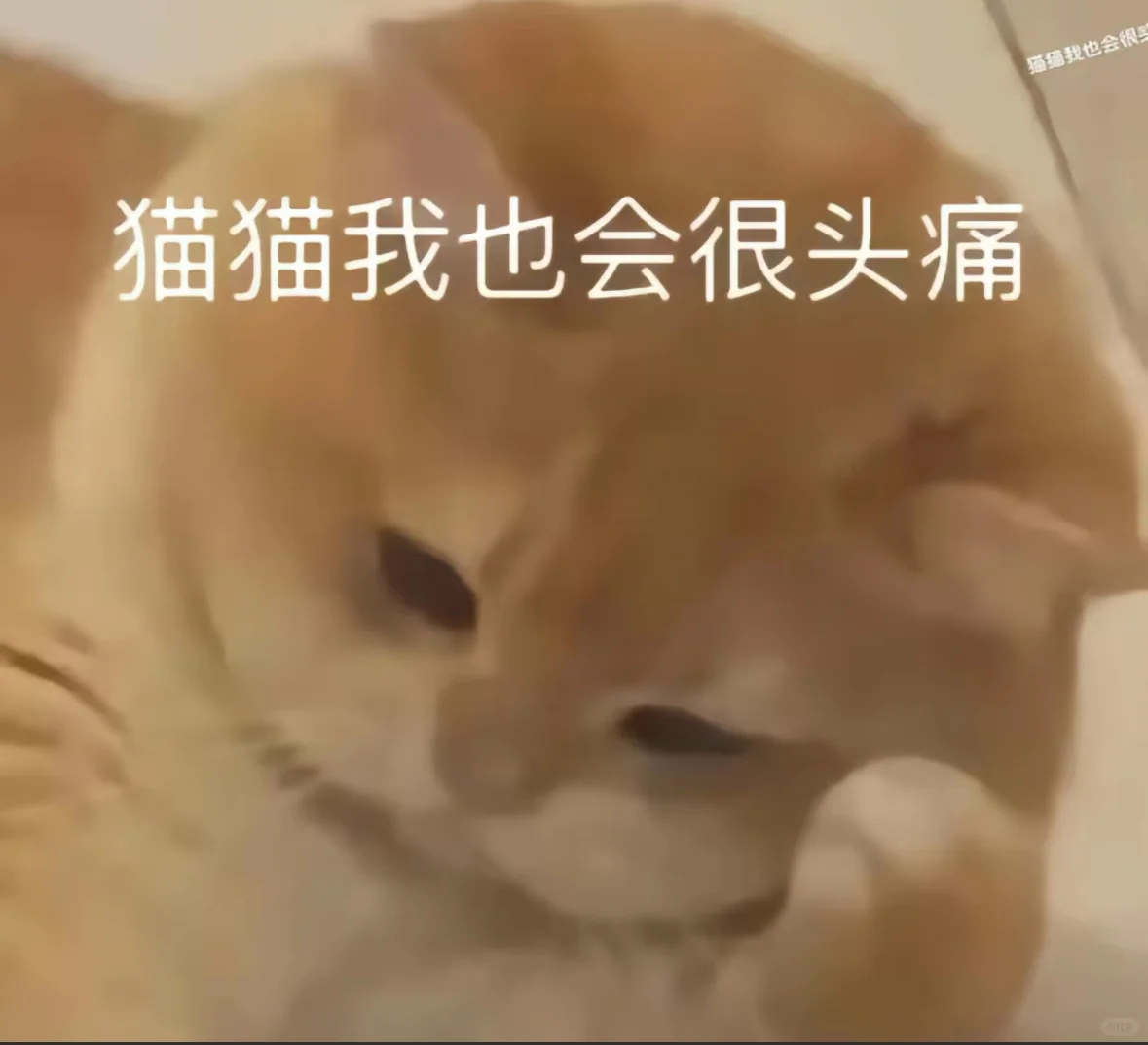 猫猫表情包，哈哈