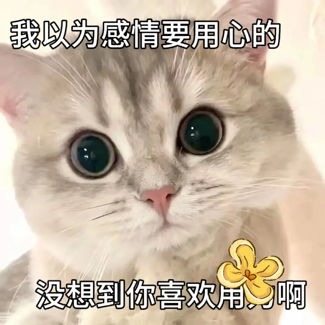 让男友很上头的猫咪表情包