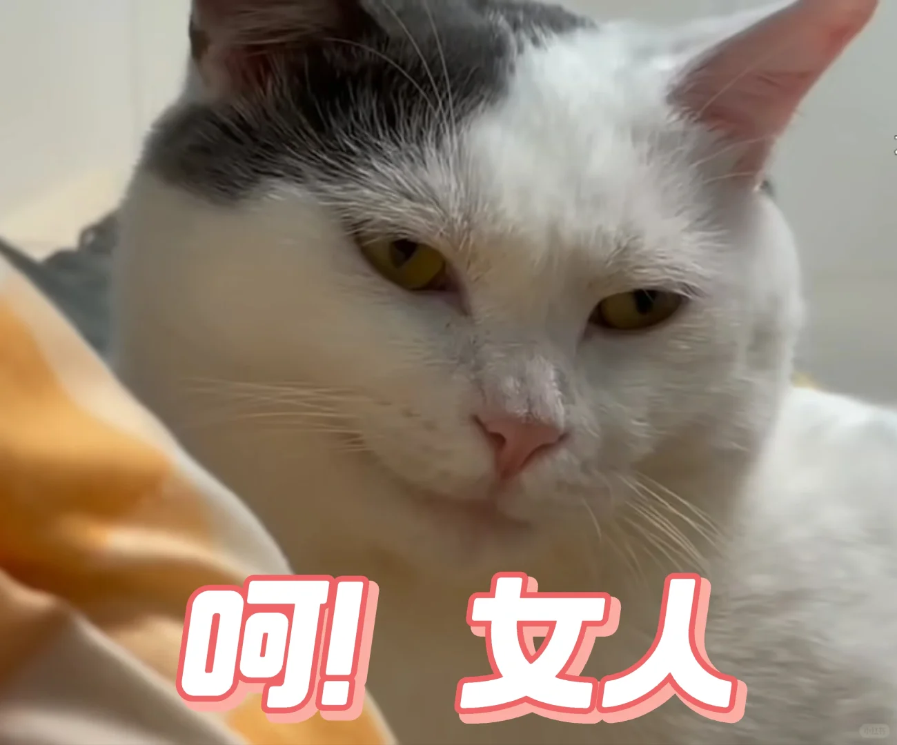 小猫表情包分享！