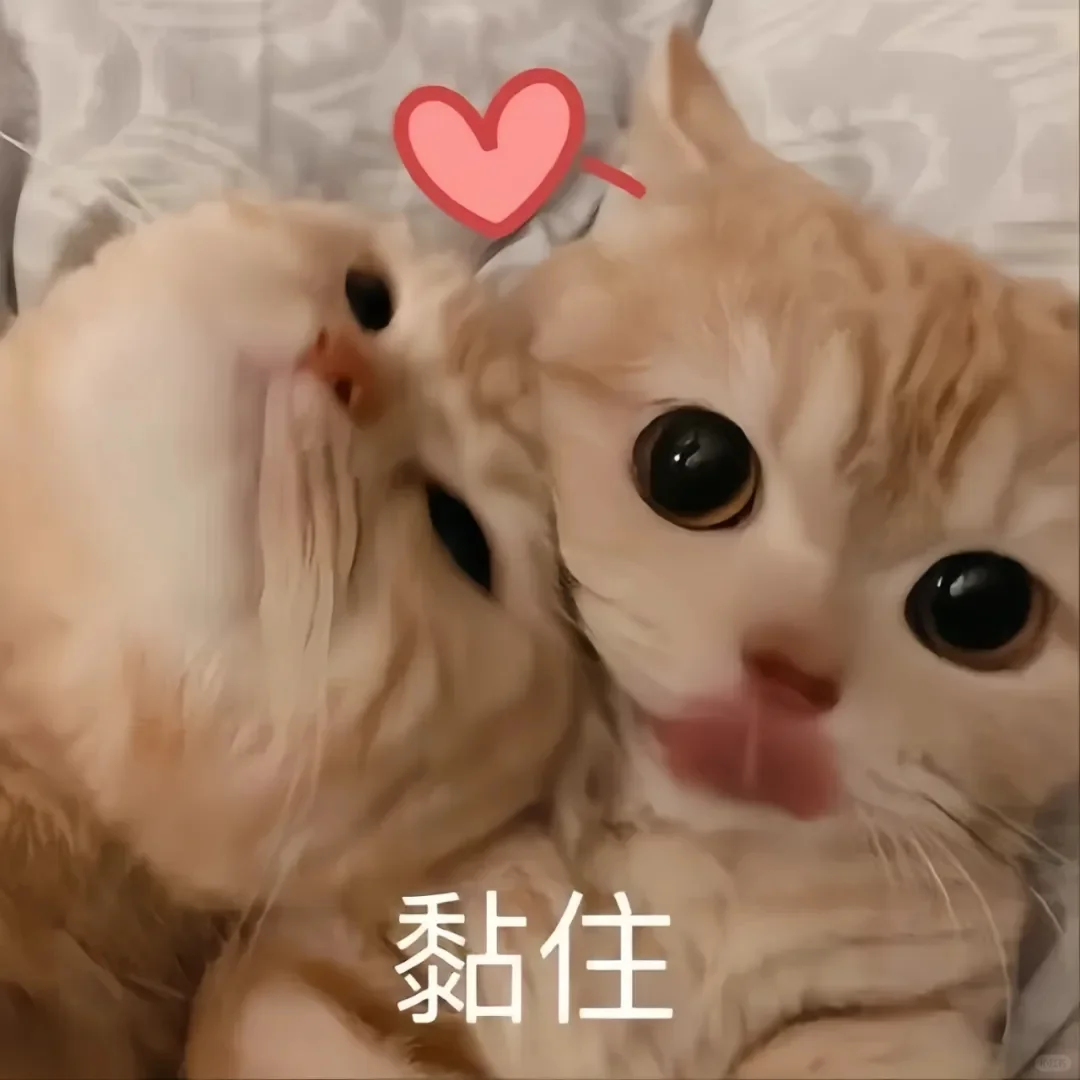 合法但有病的小猫表情包