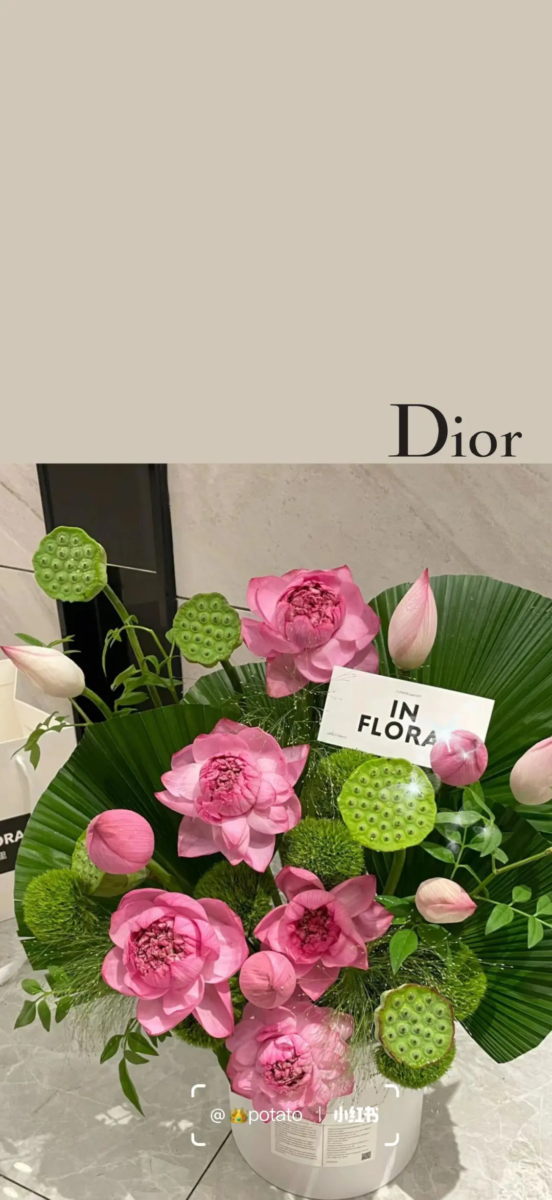 Dior｜?荷花 好运莲莲 手机壁纸