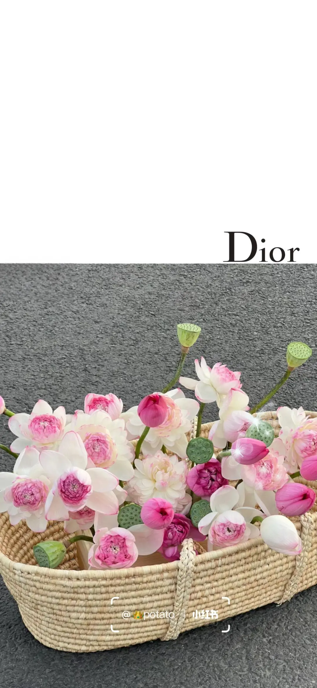 Dior｜?荷花 好运莲莲 手机壁纸