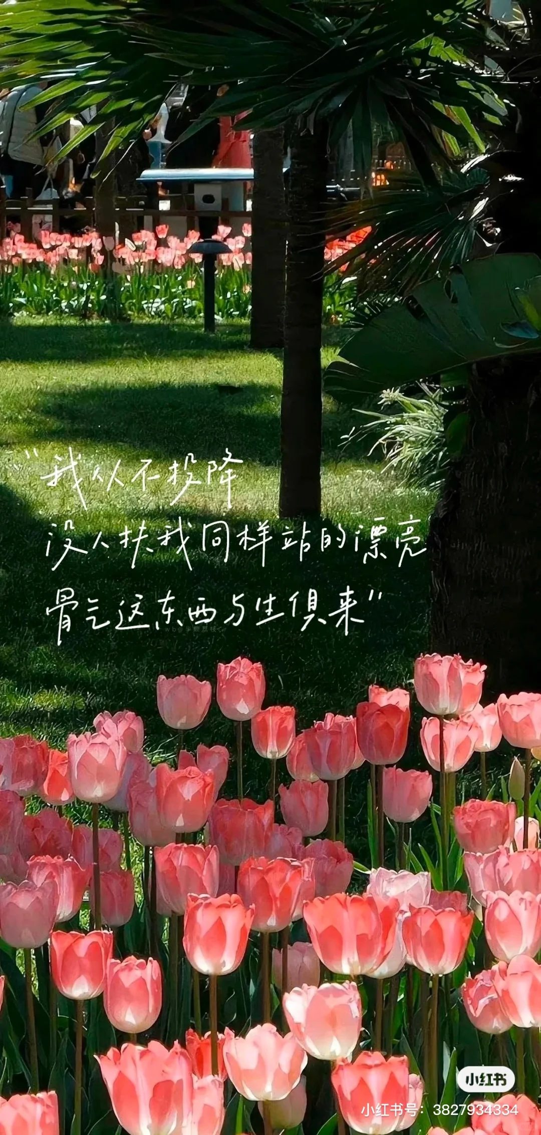 ?鲜花壁纸