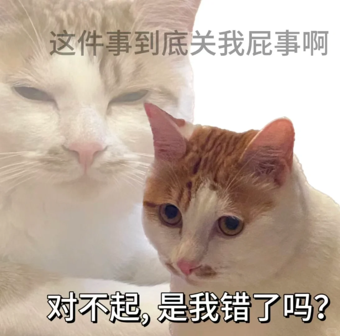 整点猫猫表情包找灵感