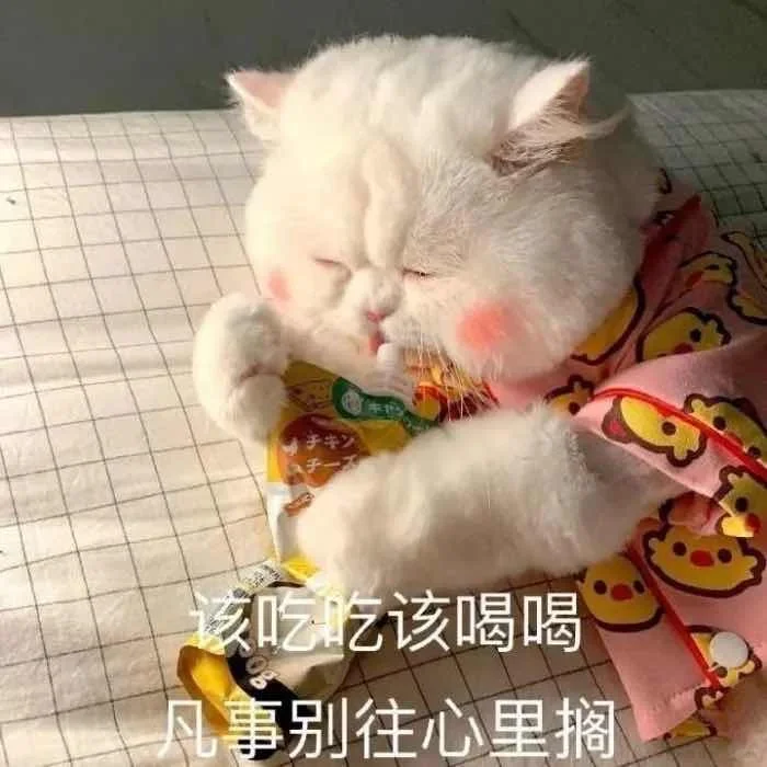 有趣的猫咪表情包?