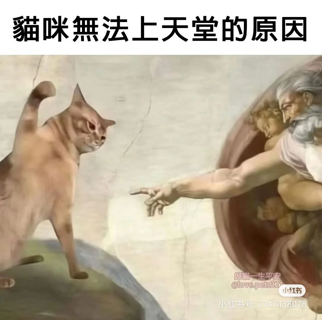 整点猫猫表情包找灵感