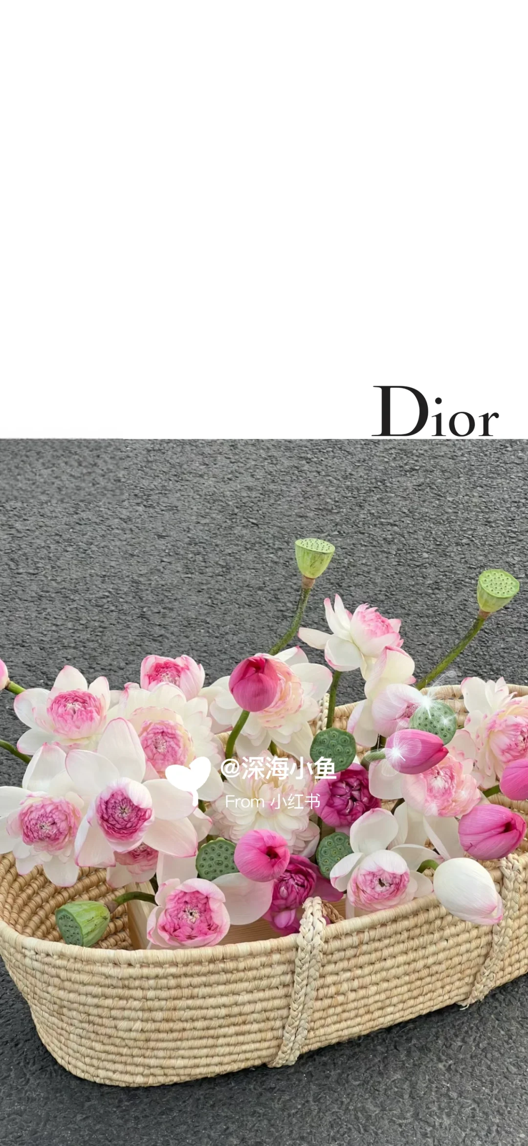 Dior 荷花 好运莲莲 荷气生财 手机壁纸