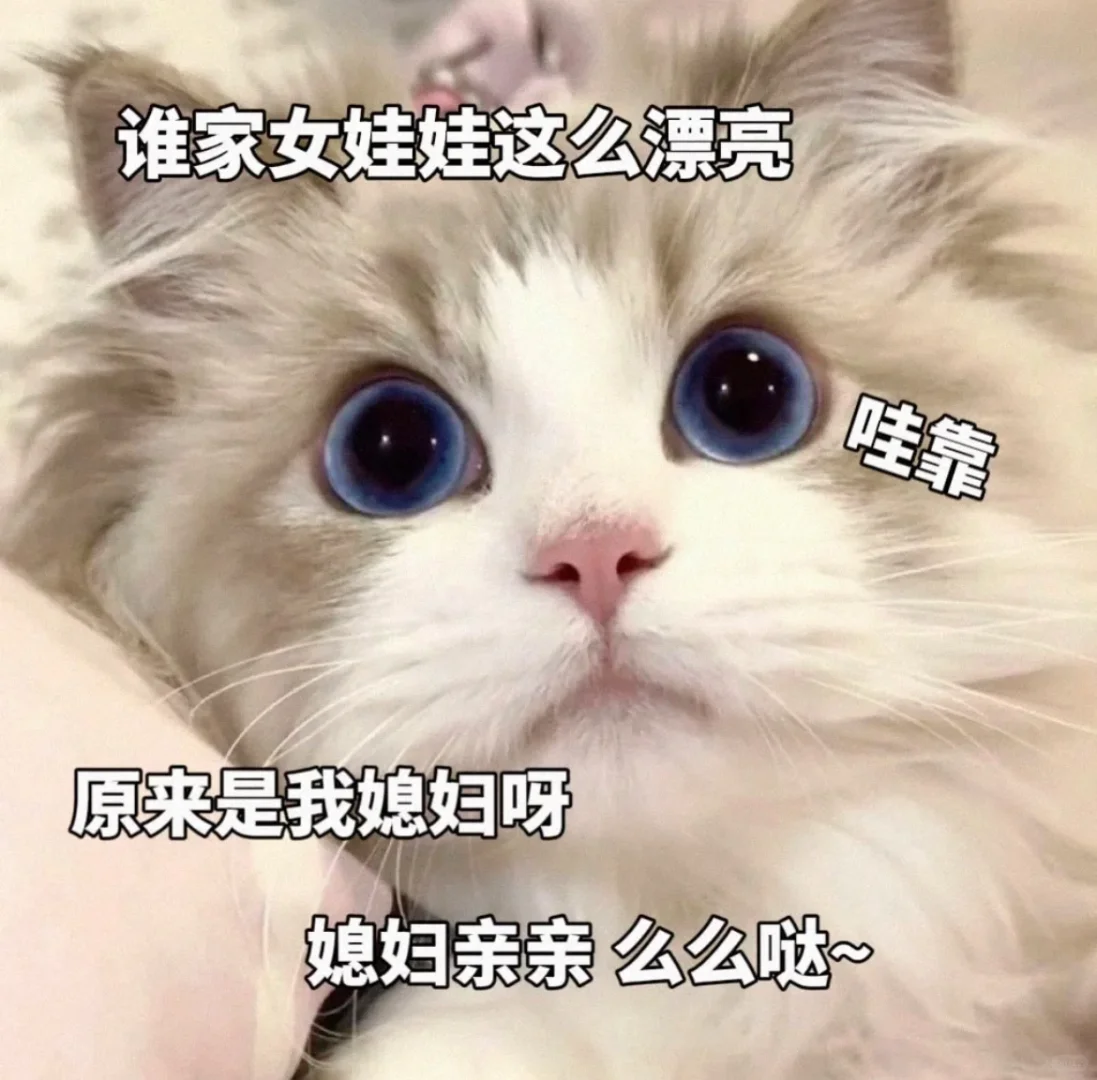 撩男朋友的猫咪表情包?（七）