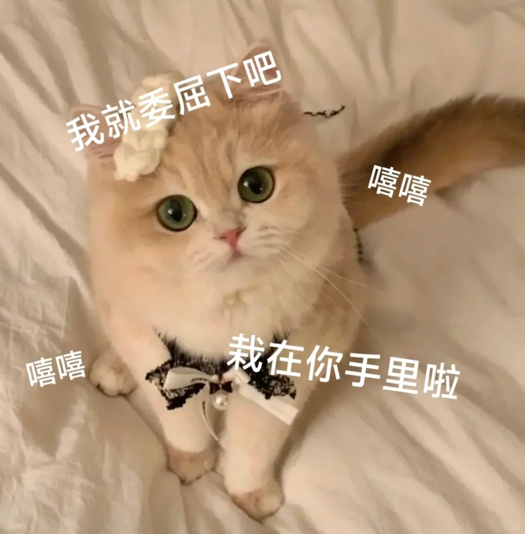 撩男朋友的猫咪表情包?（七）