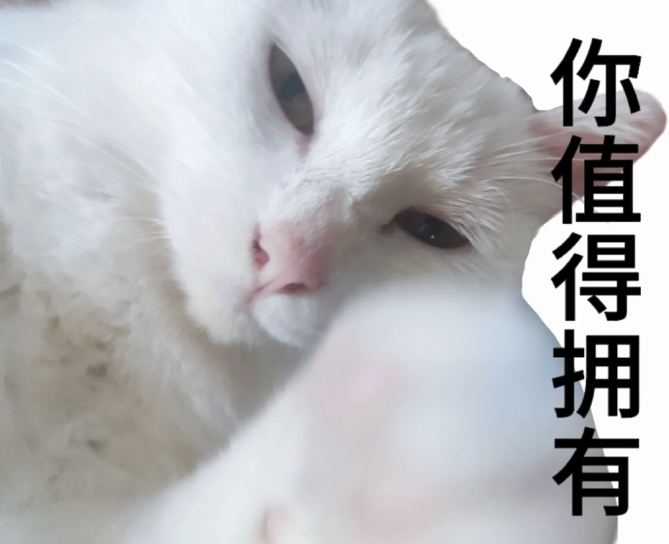 小猫表情包你值得拥有