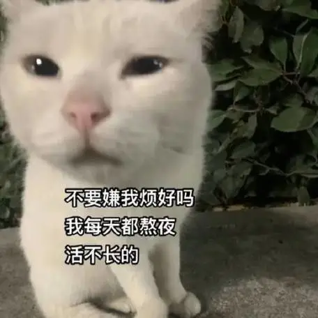 猫猫打工人表情包