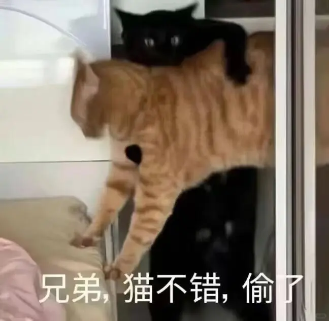 精神状态大起大落‖猫咪表情包